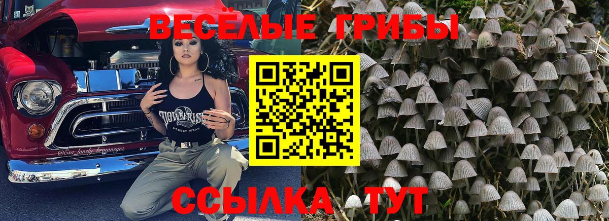 Псилоцибиновые грибы мицелий Алейск